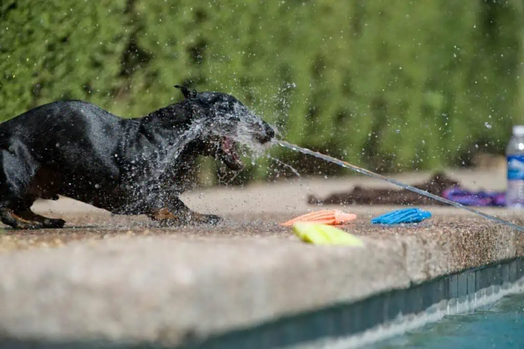 Dem Hund das Bellen mit einer Wasserpistole abgewöhnen: Eine gute Idee?