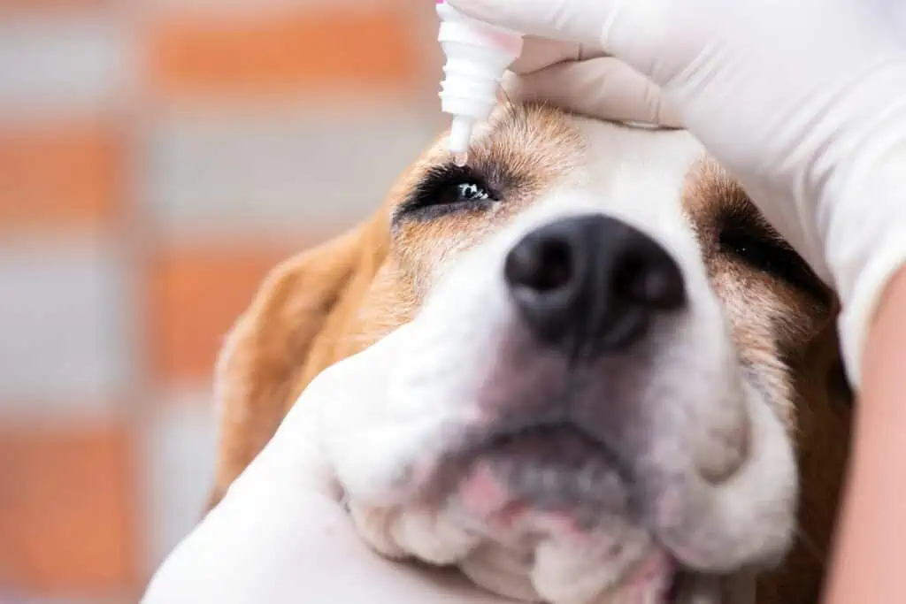 Was tun bei einer Einblutung im Auge beim Hund?