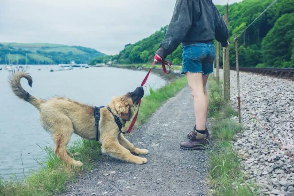 hund flegelalter 2 jahre