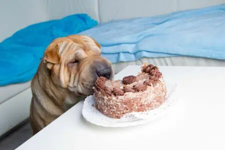 hund hat kuchen gefressen