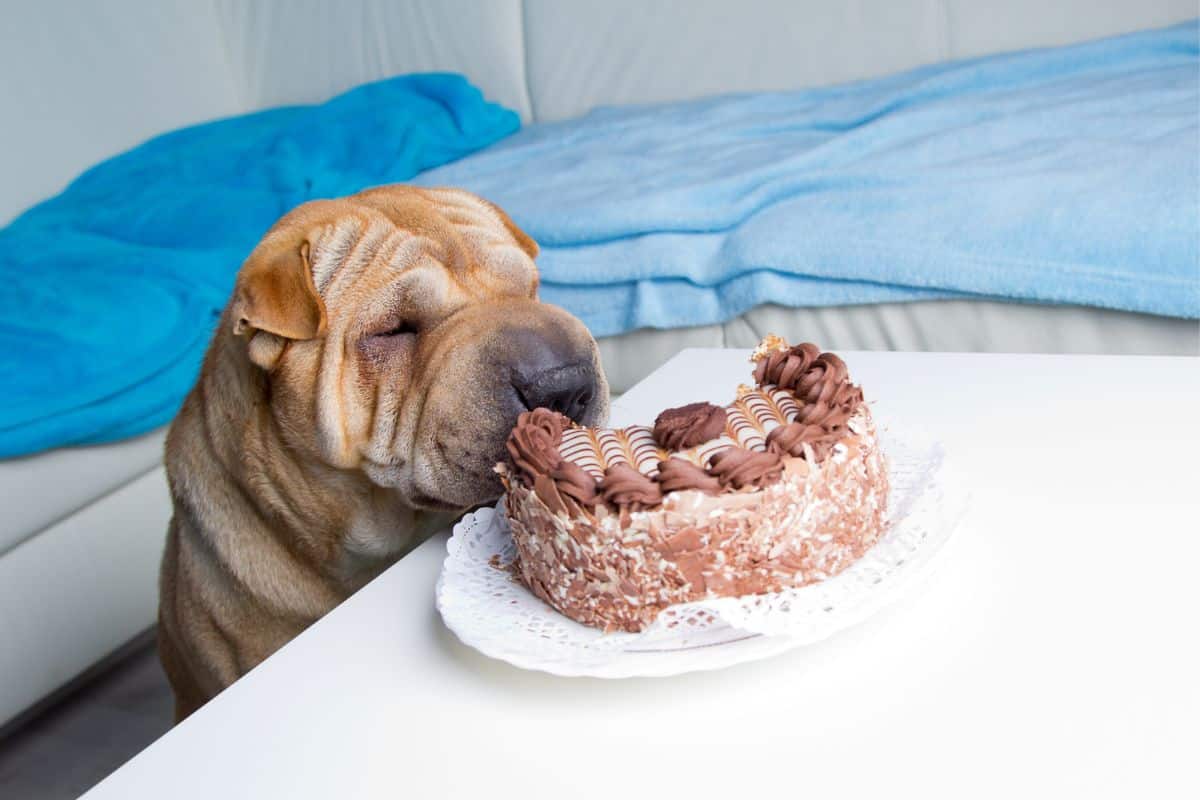 Hund hat Kuchen gefressen Das solltest du jetzt tun!