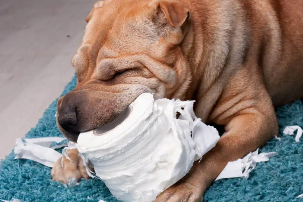 Ist es gefährlich, wenn ein Hund Papier frisst?