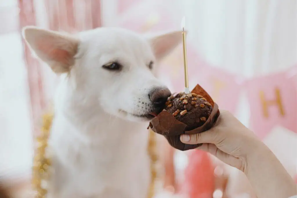Was tun, wenn mein Hund Schokoladen- oder Muffin-Papier gefressen hat?