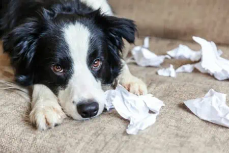 hund hat papier gefressen