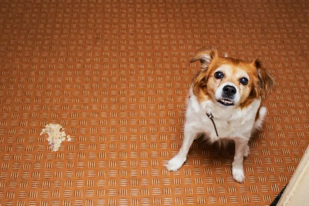 hund kotzt gelb und frisst nicht