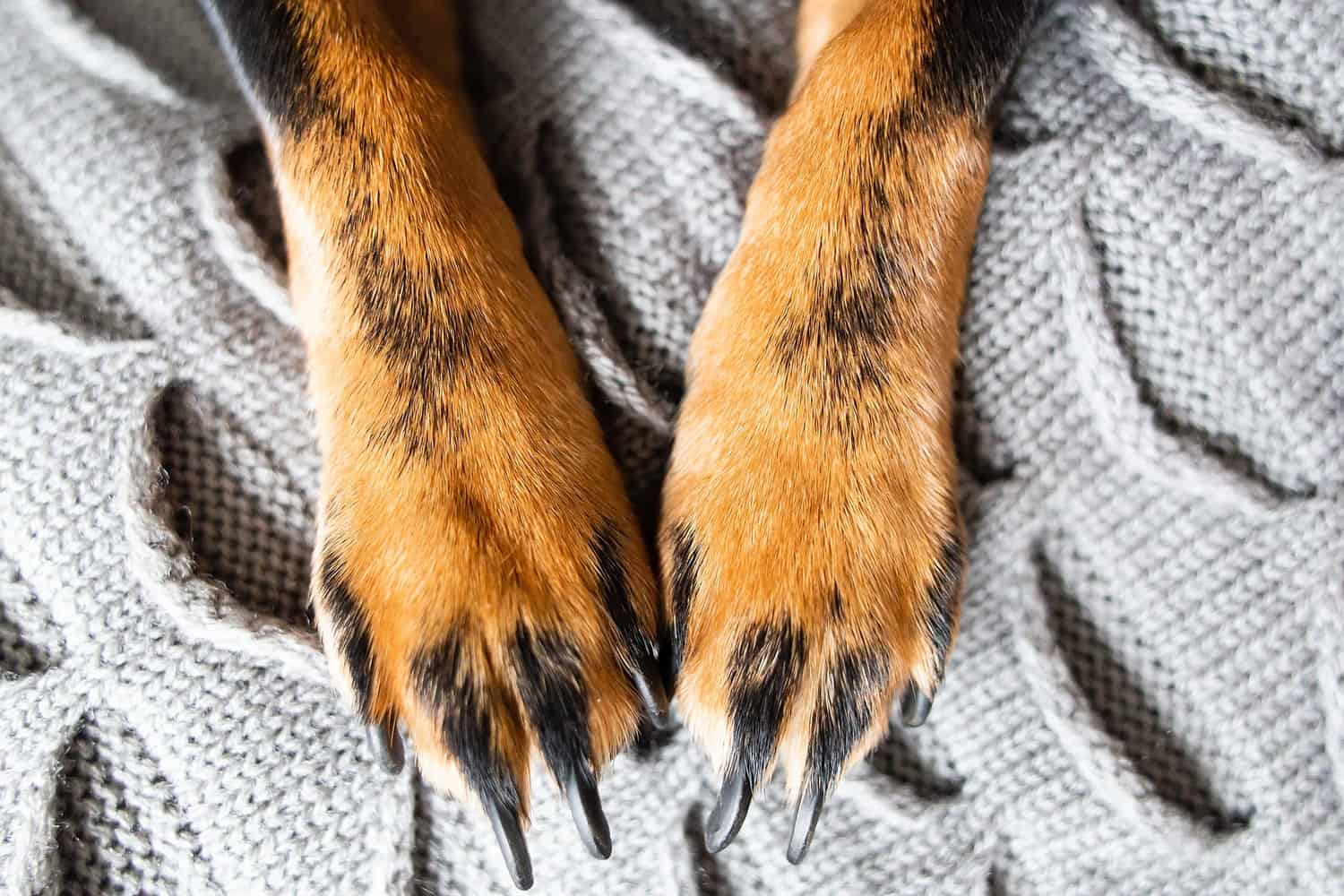 Hund Kralle Gezogen Wie Lange Verband Leben guckt raus bei der Hundekralle: Erste Hilfe & Tipps