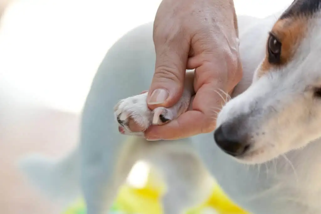 hund krallen schneiden ohne krallenschere