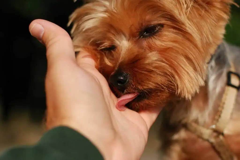 hund leckt hand beim kraulen