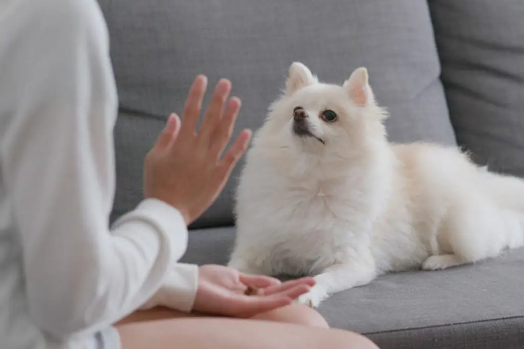 Wie kann ich meinem Hund das Lecken der Hand beim Kraulen abgewöhnen?
