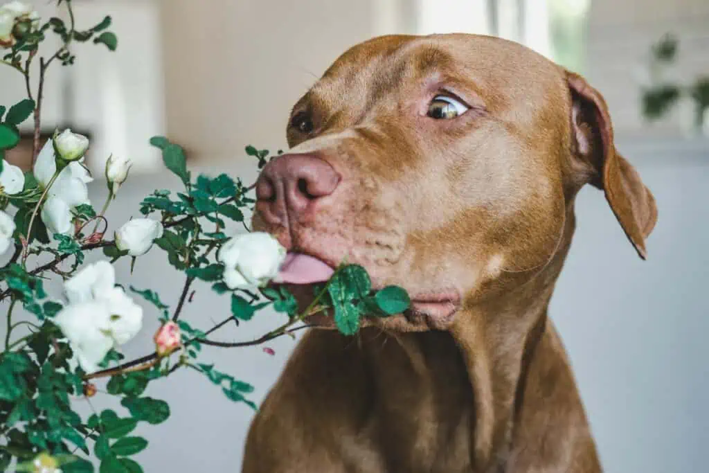 hund leckt mangelerscheinung