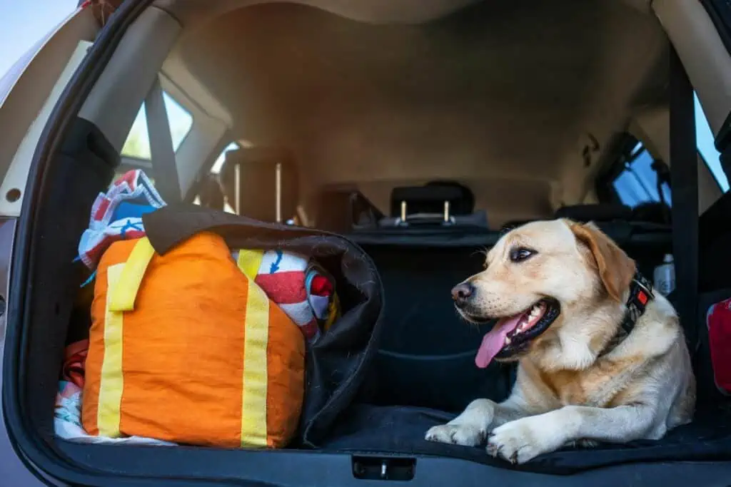 hund nach urlaub verändert