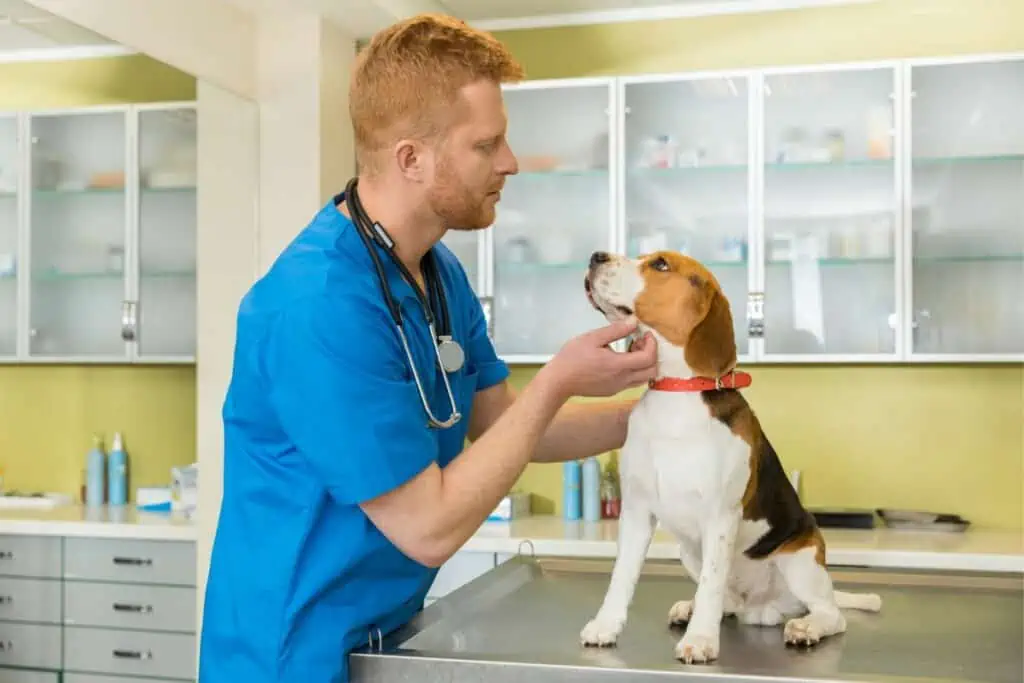 Sollte ich meinen Hund zum Tierarzt bringen, wenn seine Nase trocken und verkrustet ist?