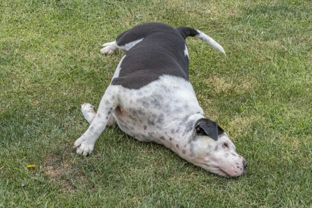 hund reibt schnauze am boden