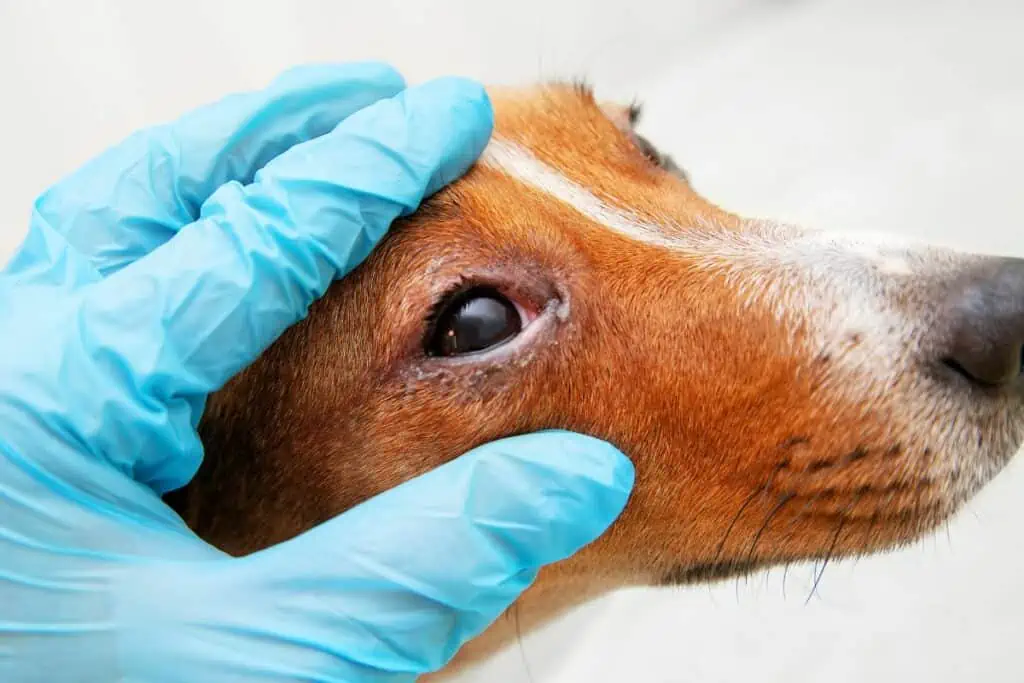 Welche weiteren Symptome bei Hunden mit roten Augen?
