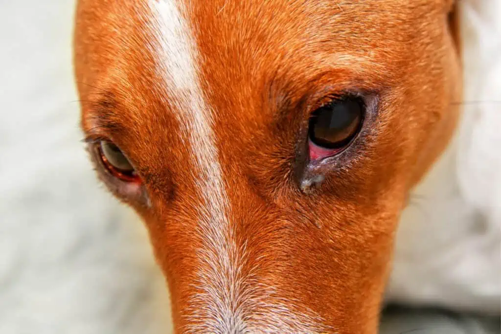 Was sind weitere mögliche Gründe für rote Augen bei Hunden?