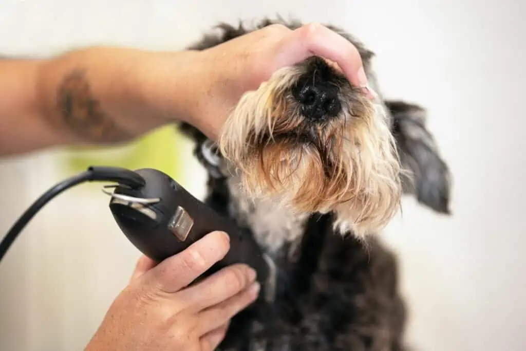 Wie schere ich meinen Hund mit einer Haarschneidemaschine? 