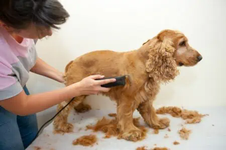 hund scheren haarschneidemaschine