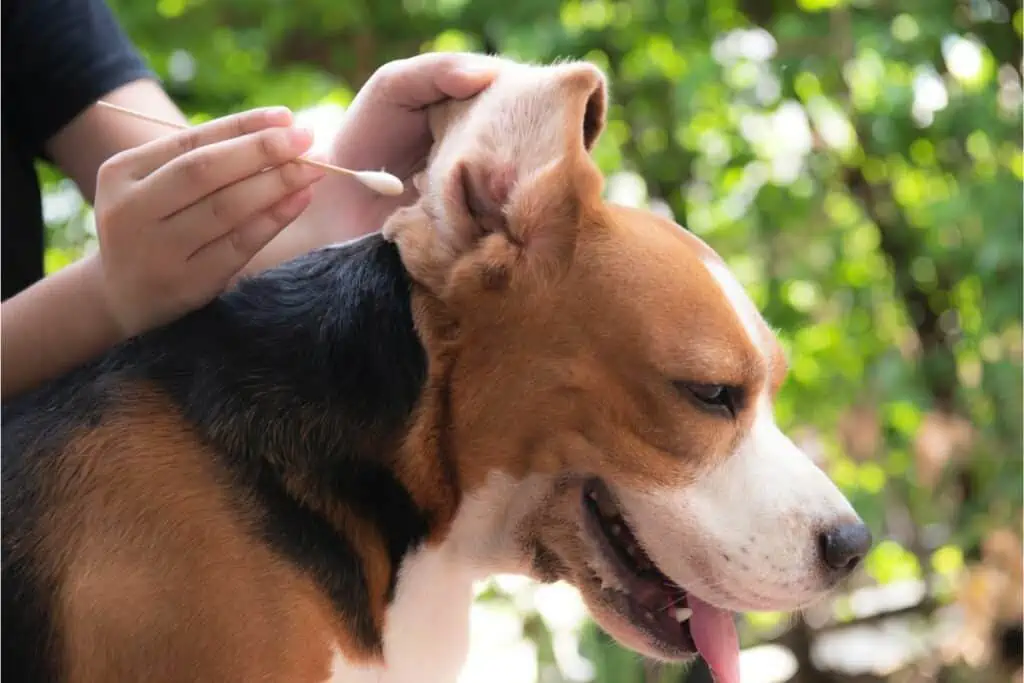 Wie wird das Kopfschütteln bei Hunden behandelt? 