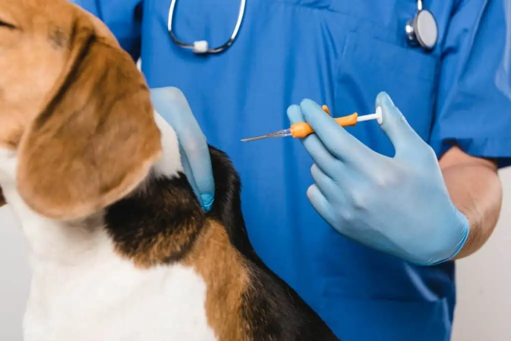 Gibt es Alternativen zur Sterilisation oder Kastration eines Hundes?
