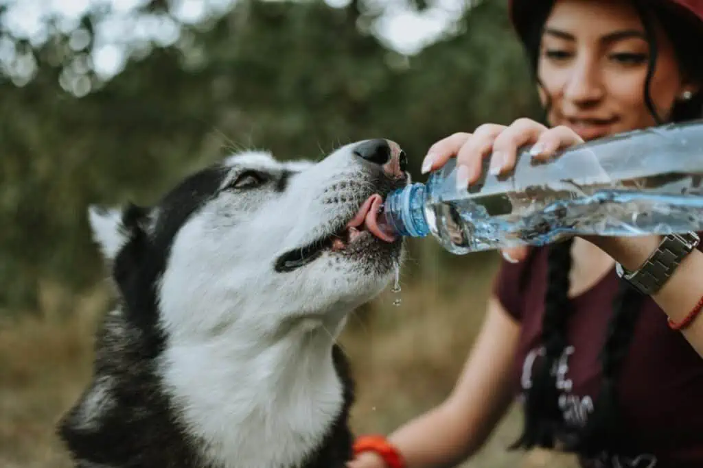 Welche Behandlungsmöglichkeiten gibt es für Hunde, die wenig trinken und viel pinkeln?
