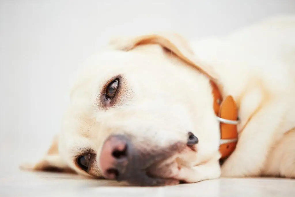 Wann sollte man einen Hund mit Wasser im Bauch einschläfern lassen?