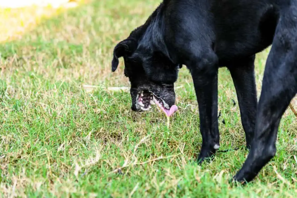 hund zum erbrechen bringen senf menge