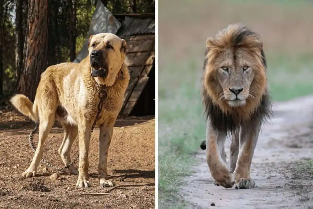 kangal vs löwe