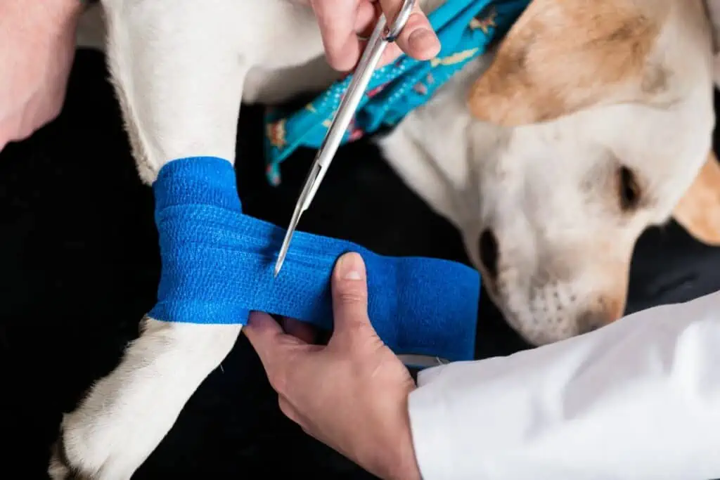 Kniebandage für den Hund selber machen: Richtig ausmessen
