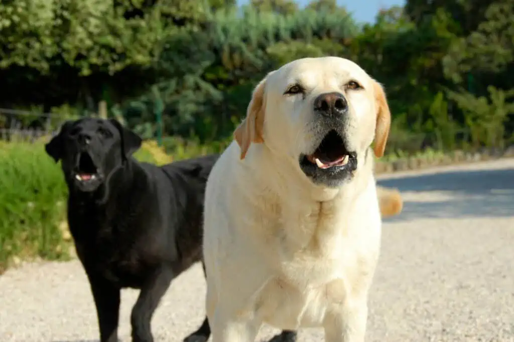 labrador beschützerinstinkt