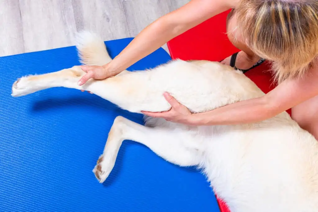 Leckschutz für das Hinterbein eines Hundes selber machen: Richtig ausmessen