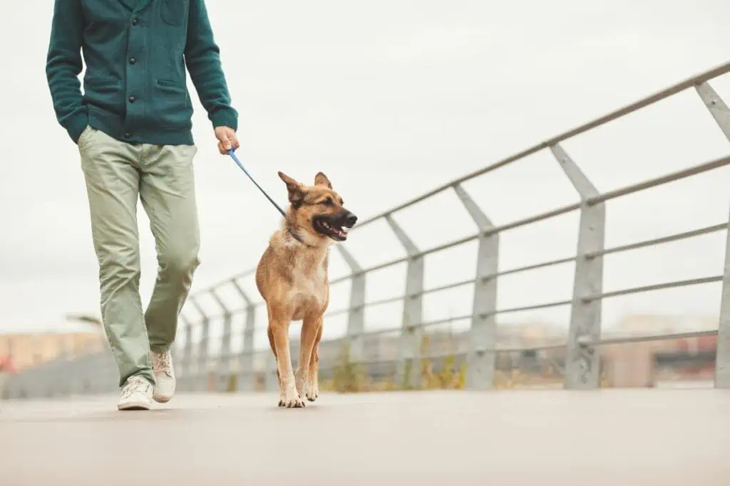 leinenführigkeit trainieren erwachsener hund