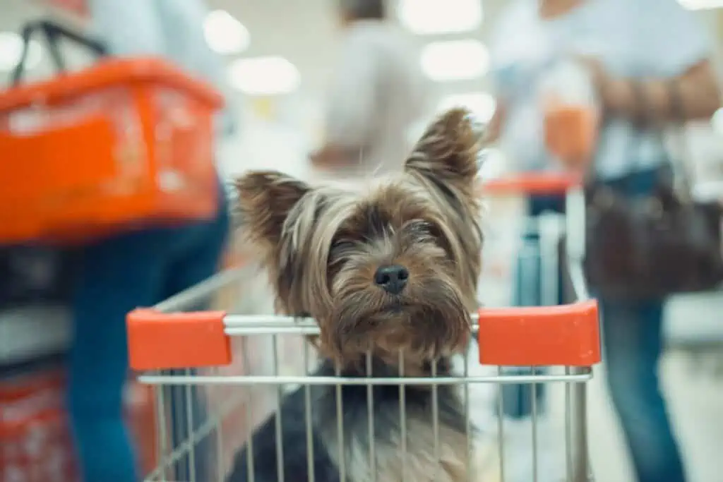 Kann ich meinen Hund im Media Markt in einem Einkaufswagen mitnehmen?