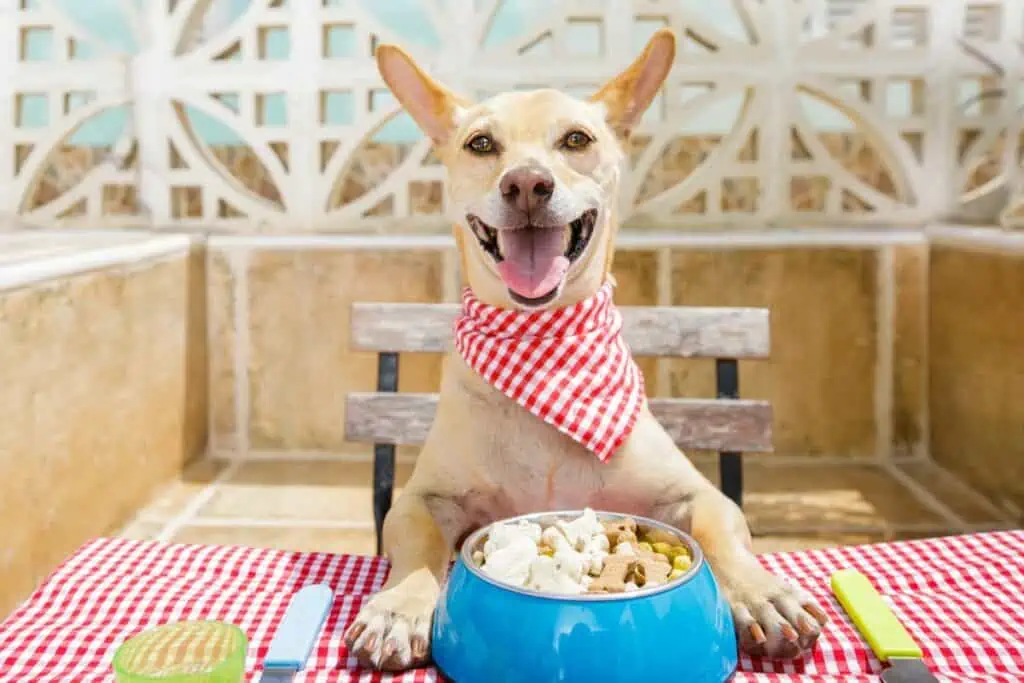 pankreatitis hund ernährung rezepte