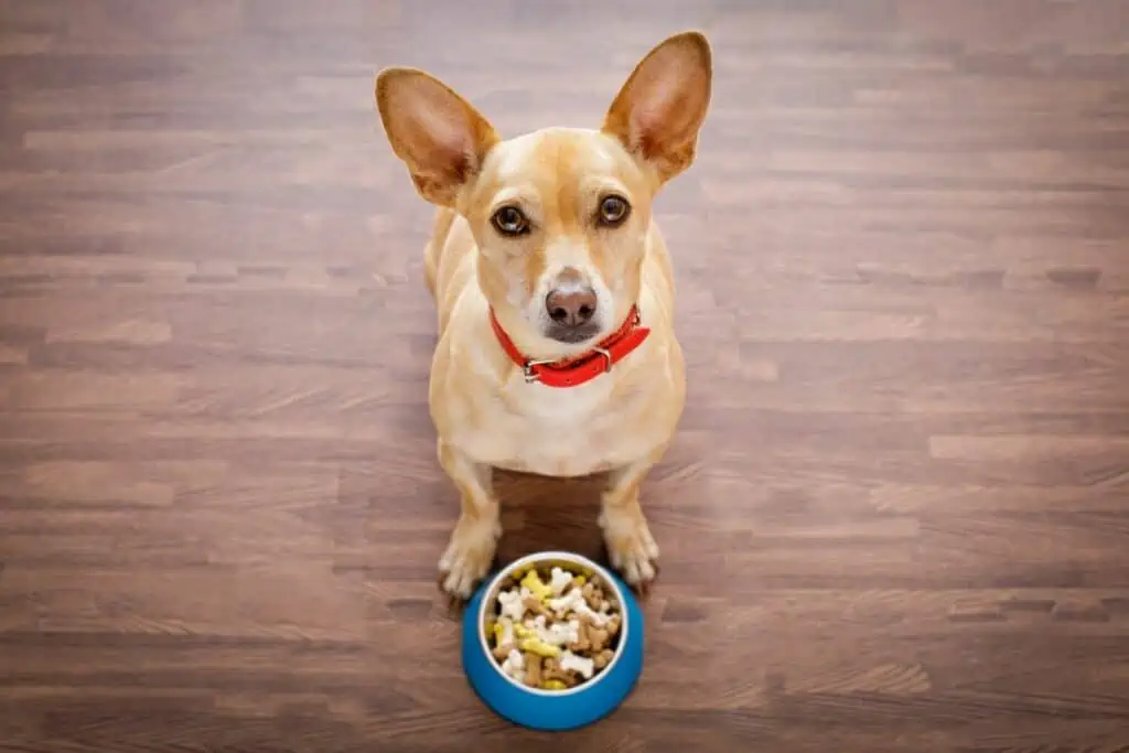 Was darf ein Hund mit Pankreatitis fressen?