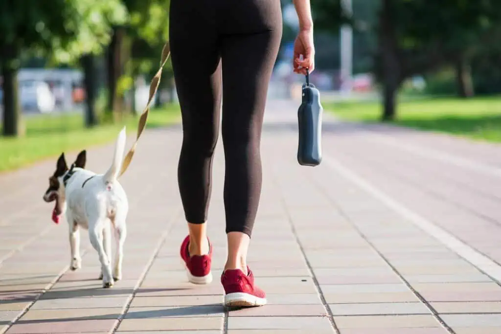 Wie kann ich meinen Hund mit Patellaluxation während des Spaziergangs unterstützen?