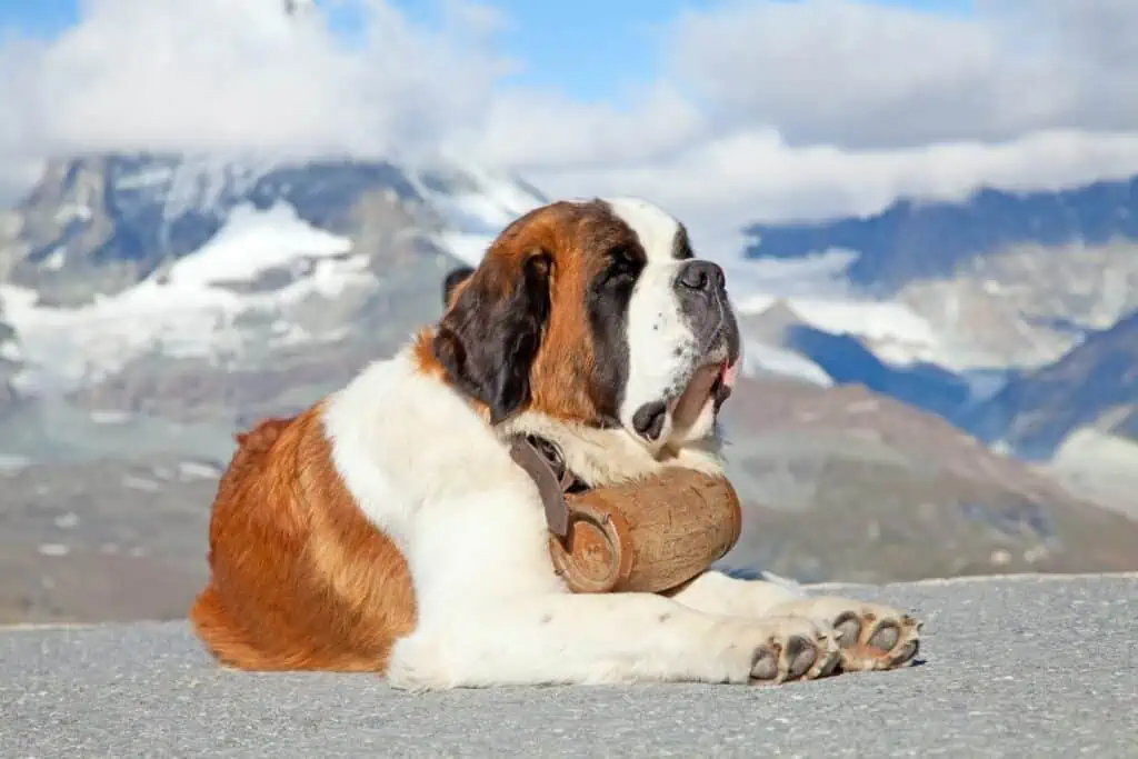 Top 10: Schweizer Hundenamen