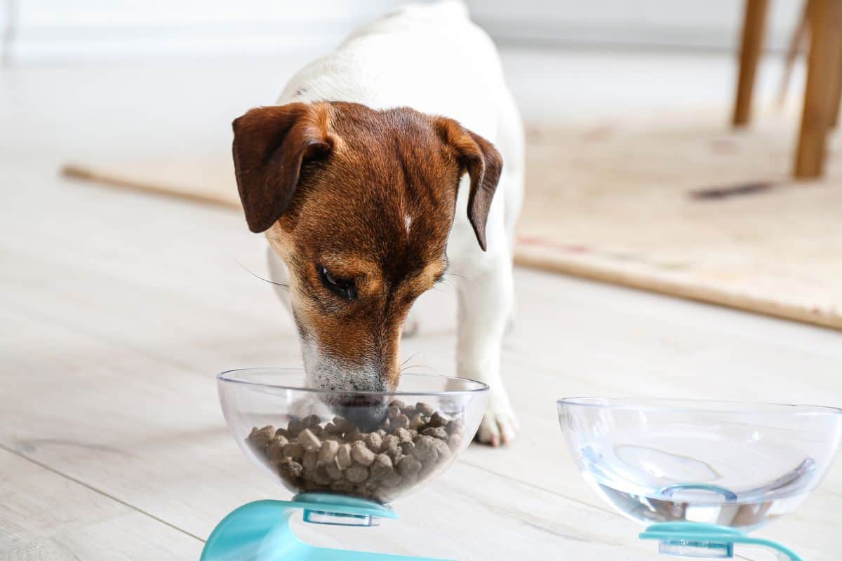 Vollmer's Hundefutter 'Fisch & Reis' 5 Kg – Für Sensible Hunde, Leicht Verdaulich | Mit Omega-3 Für Haut & Immunsystem