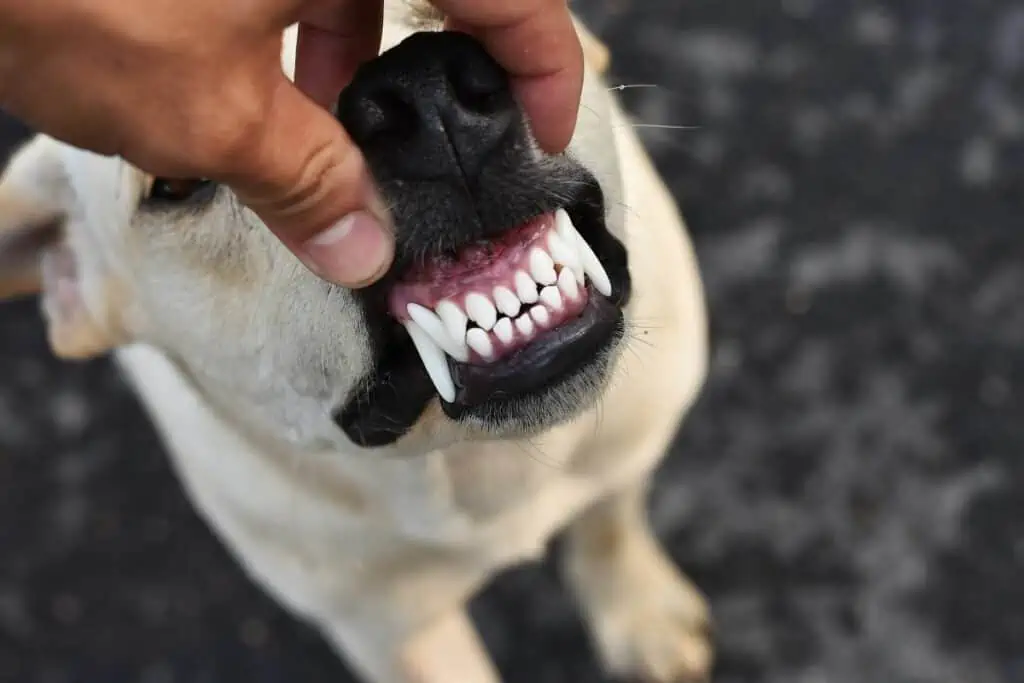 Wann beginnt der Zahnwechsel beim Hund, und wann ist er abgeschlossen?
