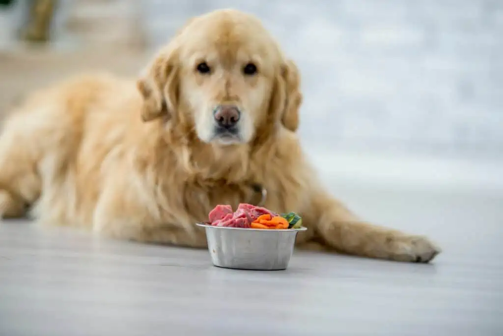 warum kein rindfleisch für hunde