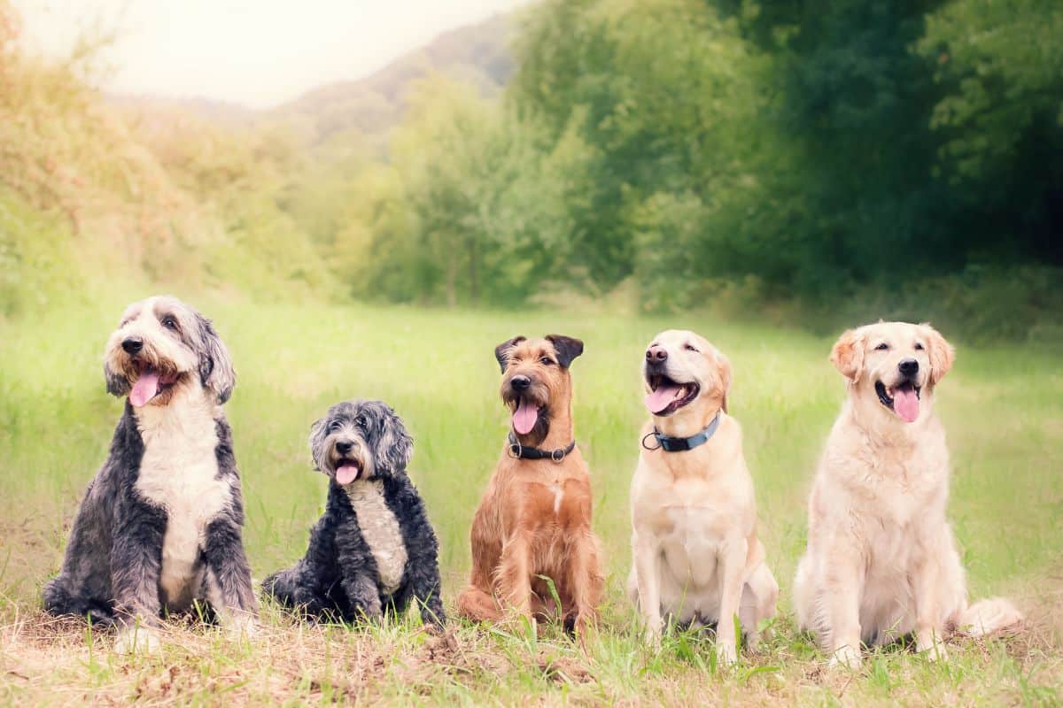 Wie viele Hunde gibt es auf der Welt? (Antwort & Infos)