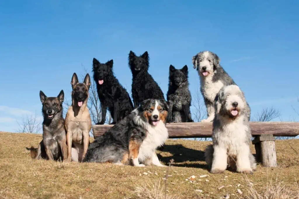 Wie viele Hunde gibt es aktuell in Deutschland?