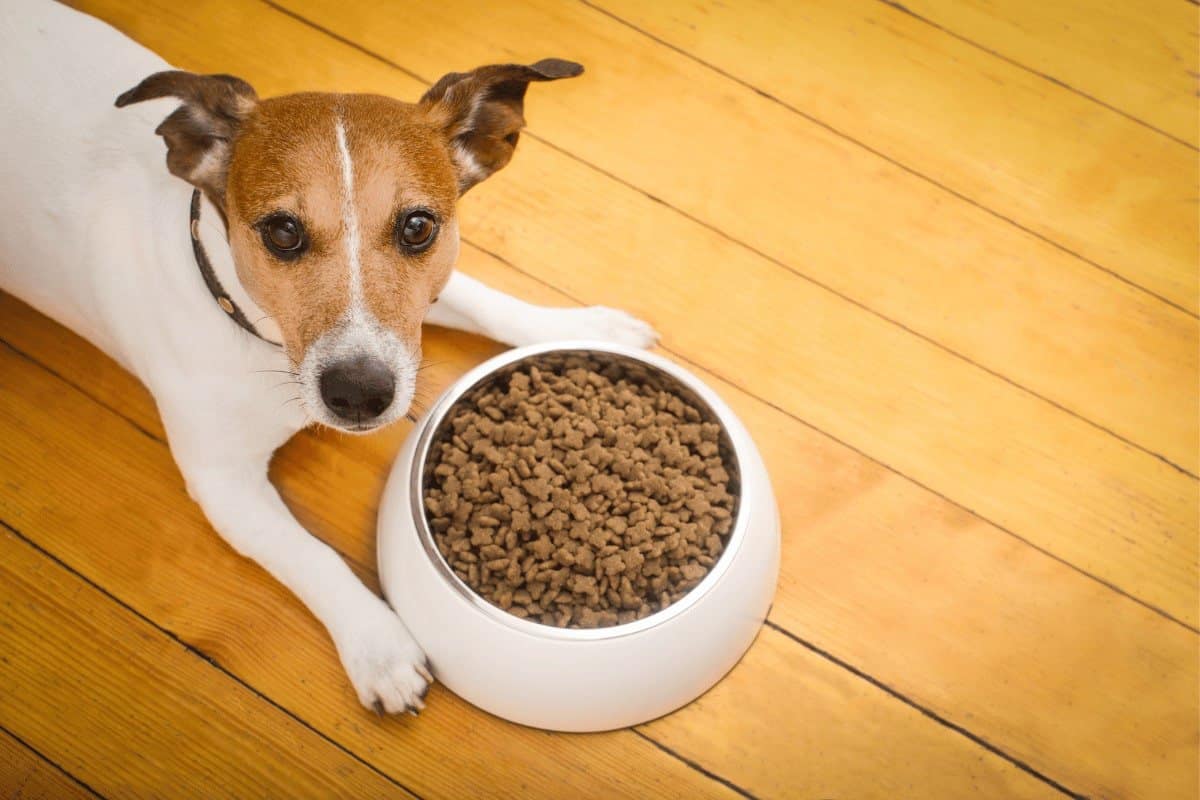 Bellfor Hundefutter im Test: Wie gut ist es wirklich? ([year])