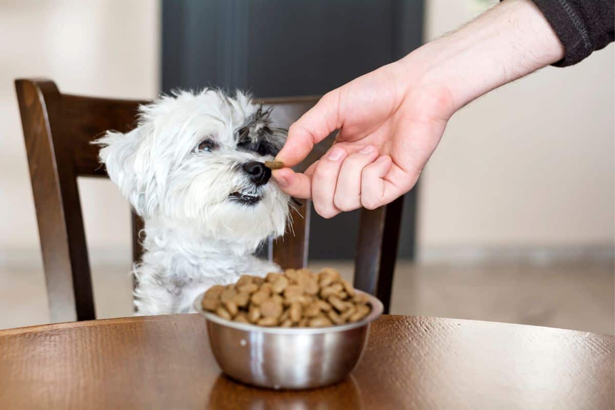 Bozita Hundefutter im Test: Wie gut ist es wirklich? ([year])