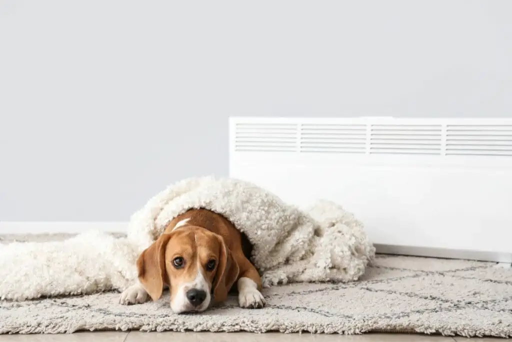 Gibt es bestimmte Hunderassen, die kälteempfindlicher sind?