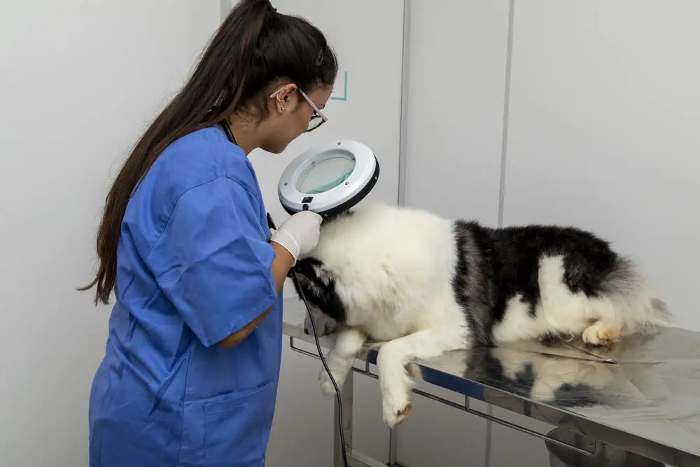 Wie wird Hautkrebs beim Hund diagnostiziert und behandelt?