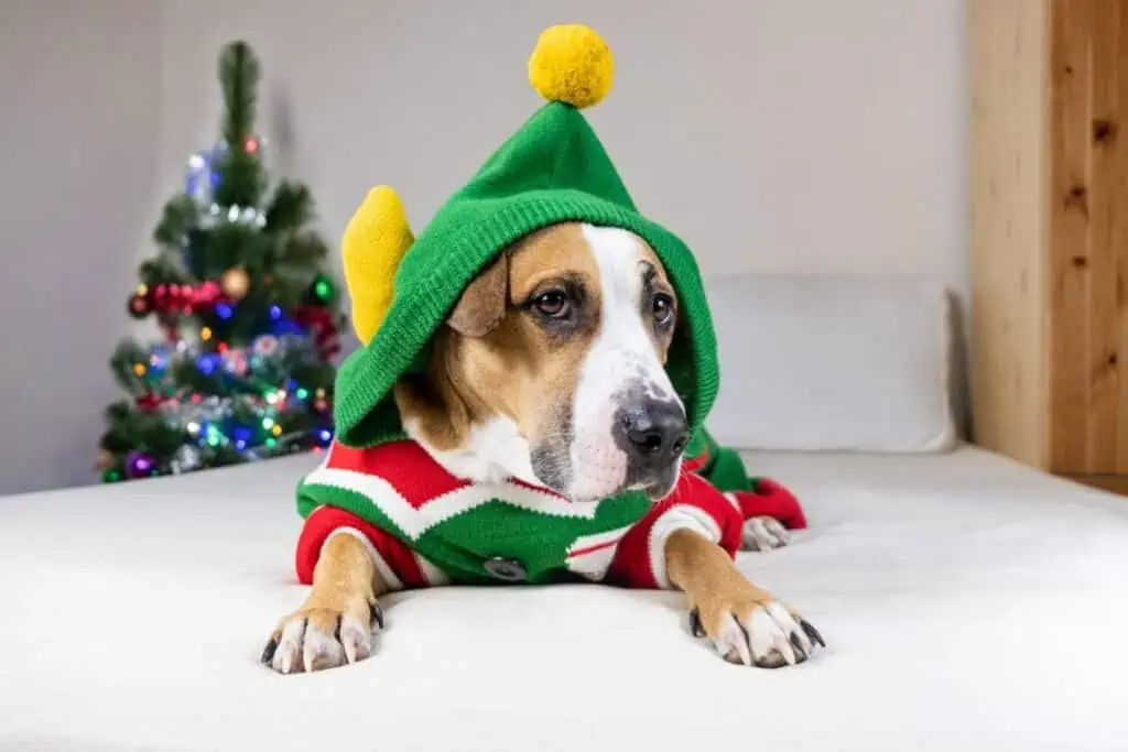 Einen Hunde-Weihnachtspulli