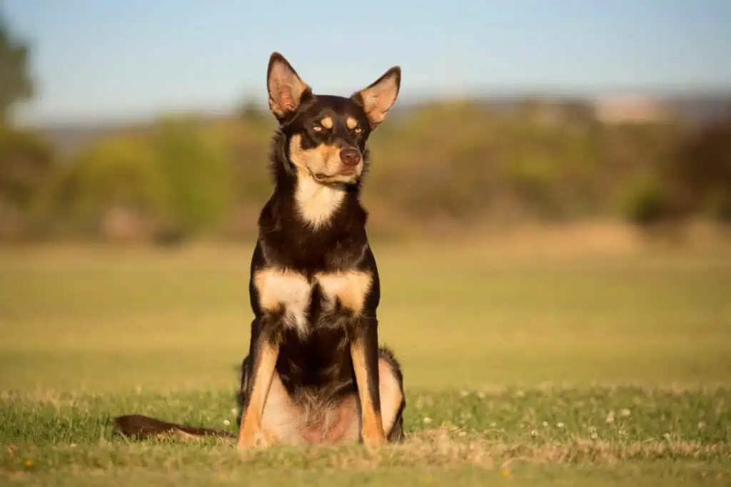 Welche Hunderassen ähneln dem Australian Shepherd?