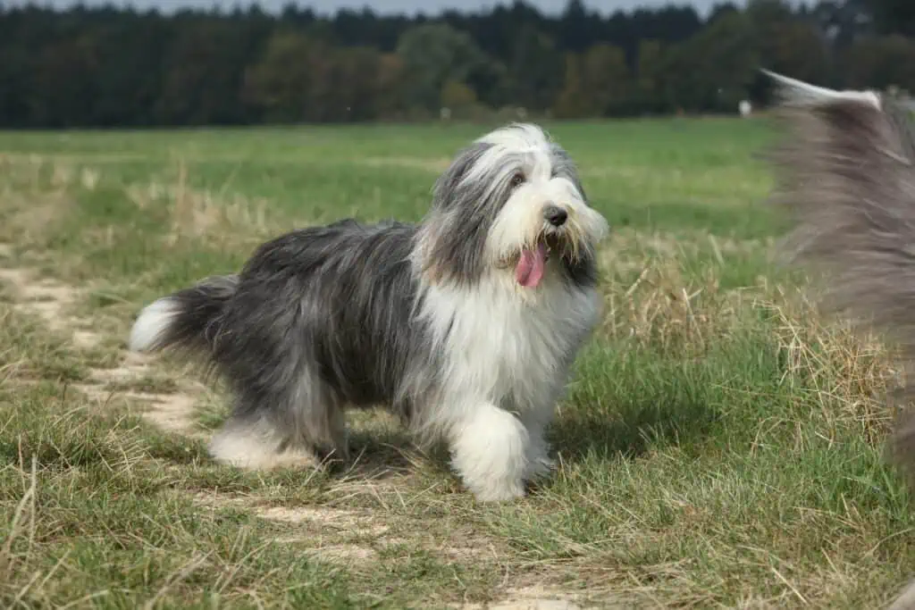 Welche Hunderassen ähneln dem Australian Shepherd?