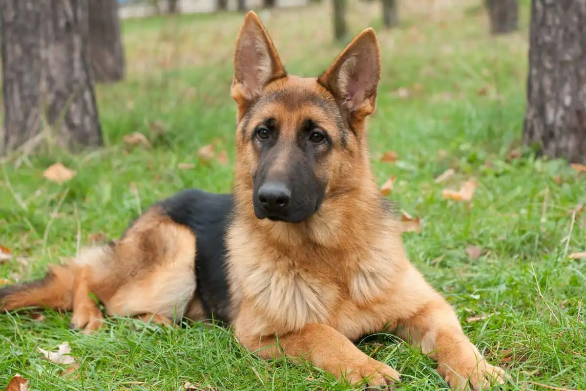 Welche Hunderassen ähneln dem Australian Shepherd?