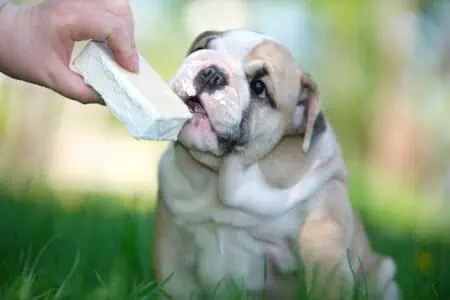 dürfen hunde frischkäse essen